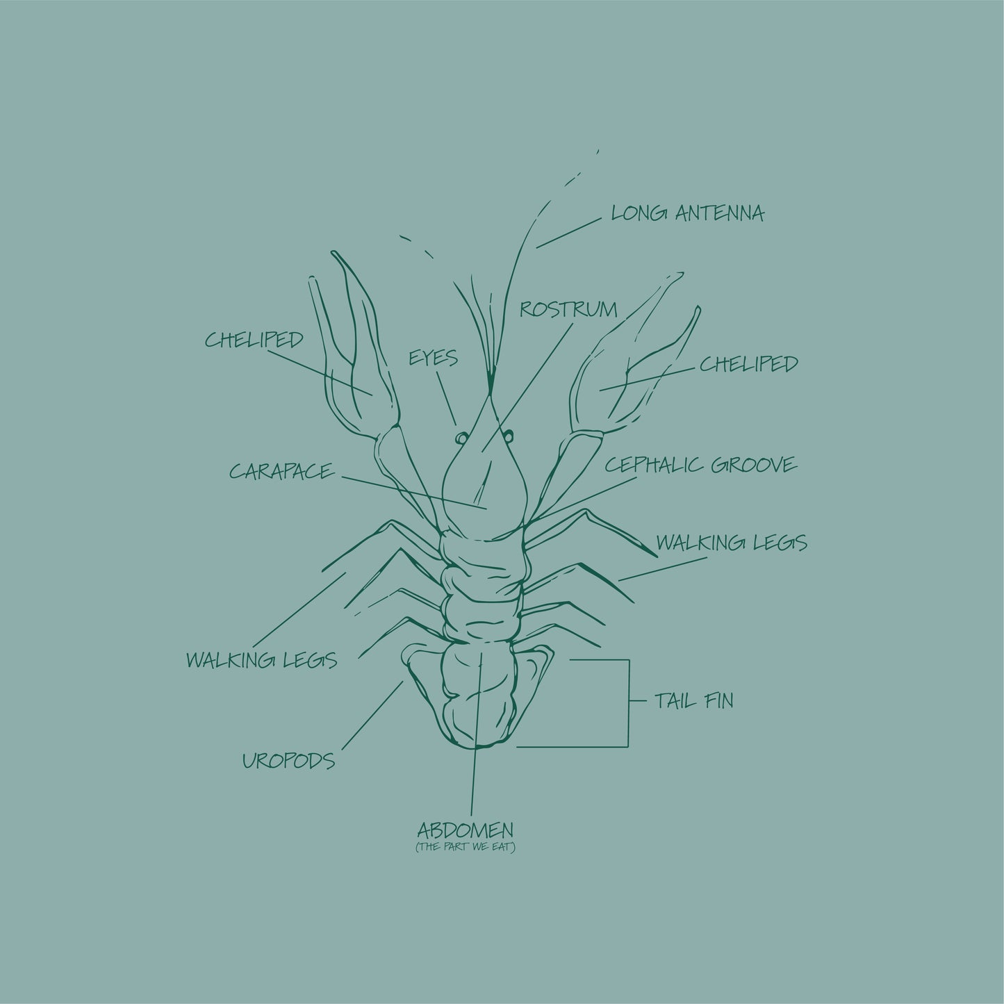 Anatomy of a Crawfish • Dusty Green